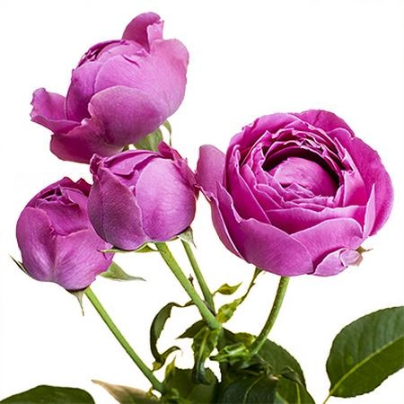 Rose spray misty bubbles | Wholesale flowers, plants and supplies Rose spray misty bubbles