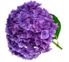 Hydrangea anastacia purple