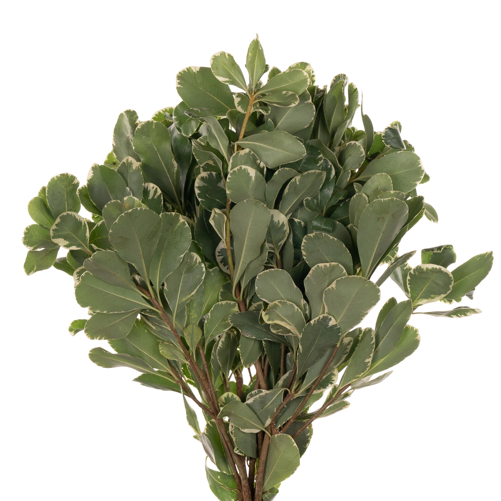 Blad Pittosporum tobira white