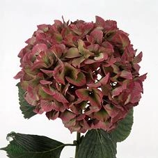 Hydrangea glowing alps classic bordo