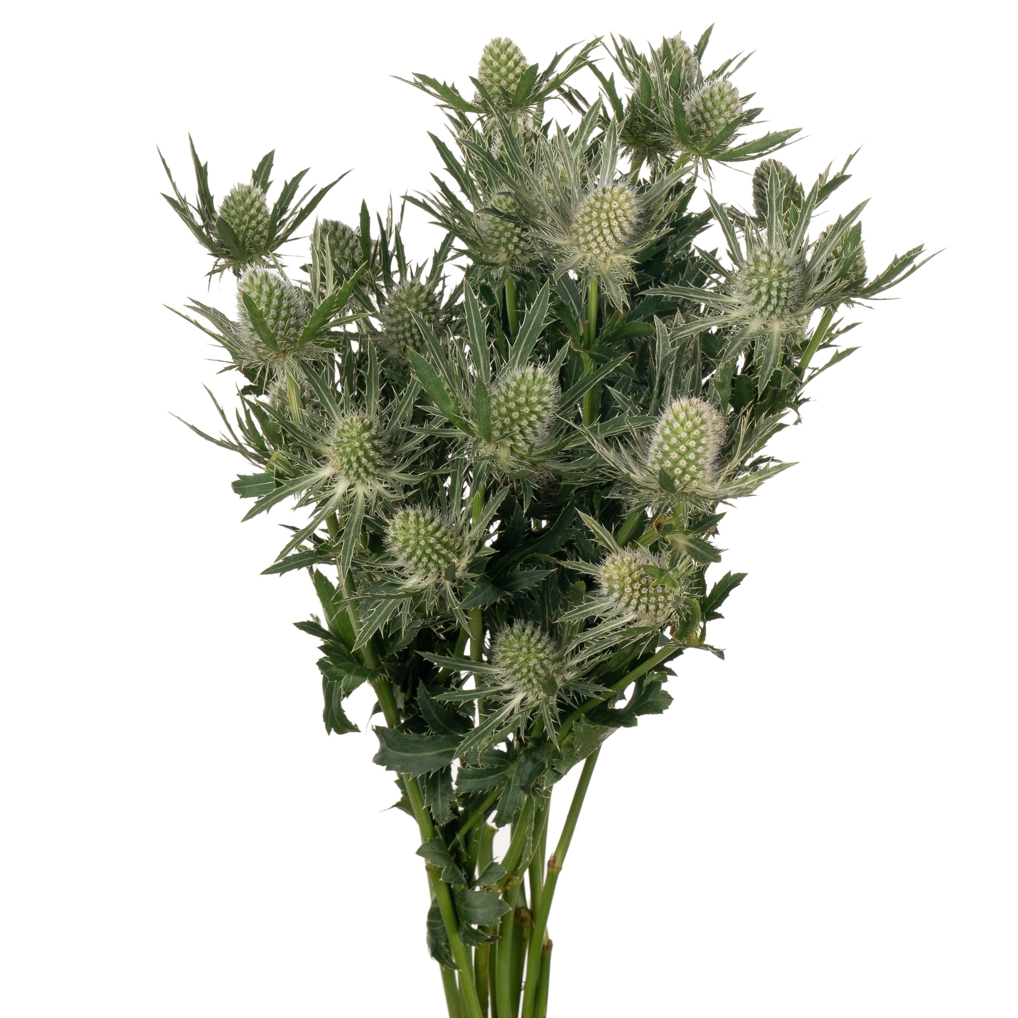 Eryngium sirius questar