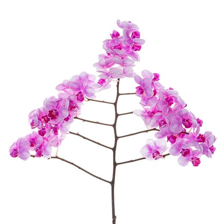 Phalaenopsis rara