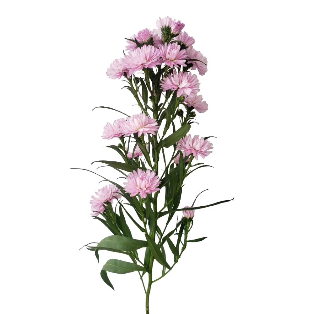 Aster camilla | Wholesale flowers, plants and supplies Aster camilla