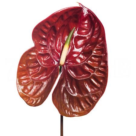 Anthurium choco