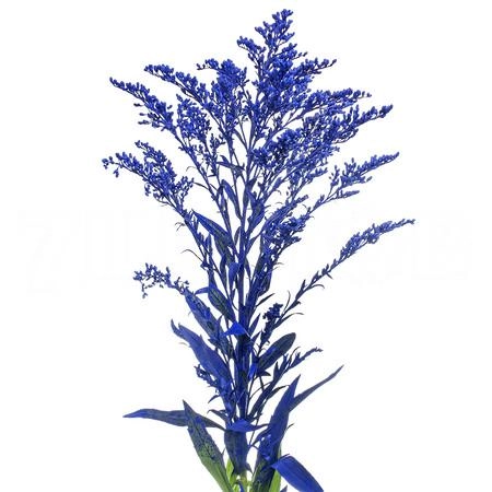 Solidago tinted blue