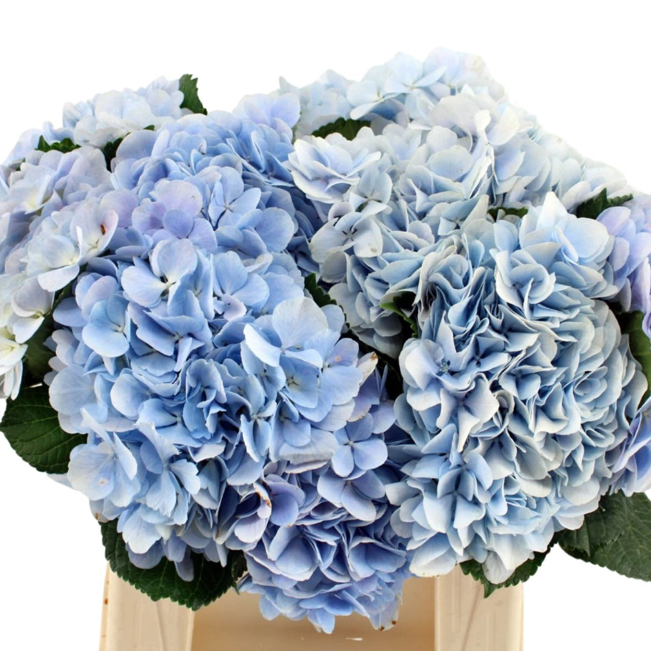 Hydrangea dream blue | Wholesale flowers, plants and supplies Hydrangea dream blue