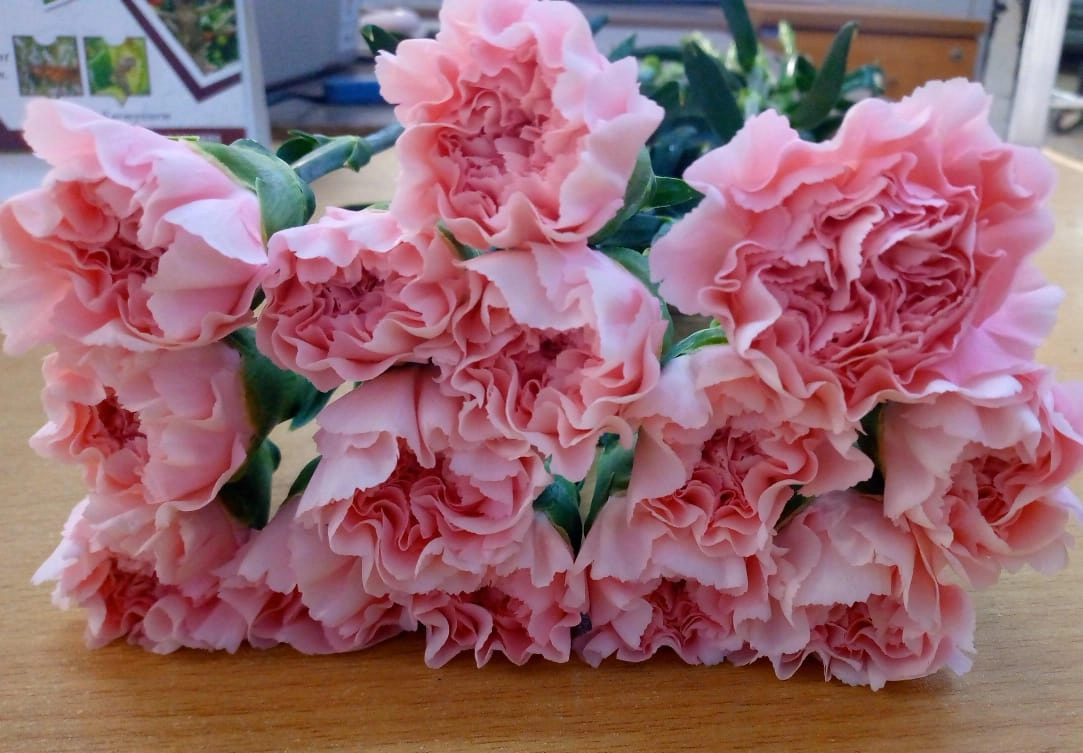 Carnation julia