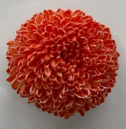 Chrysanthemum single tinted summer orange