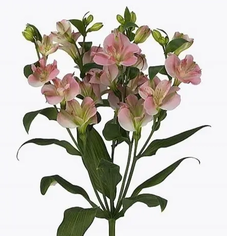 Alstroemeria charmelia pink
