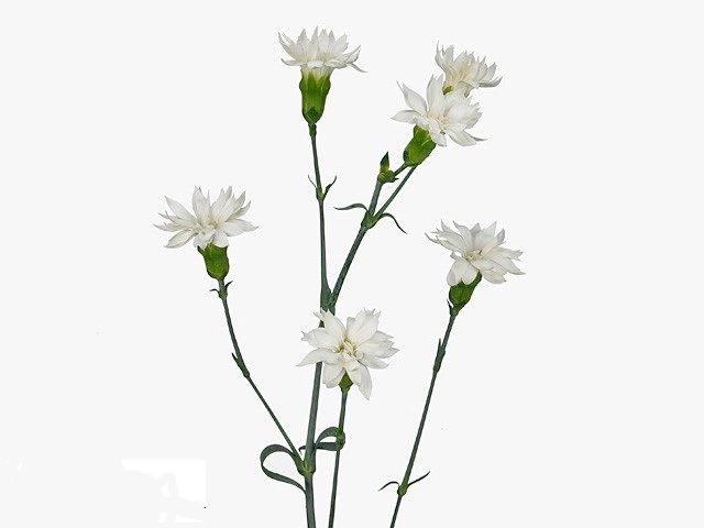 Carnation spray star snow tessino