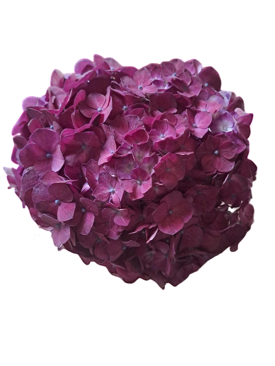 Hydrangea jumbo raspberry