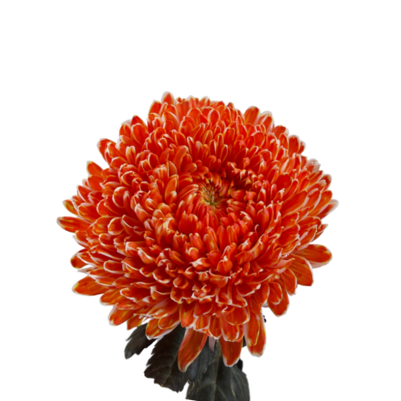 Chrysanthemum tinted gold