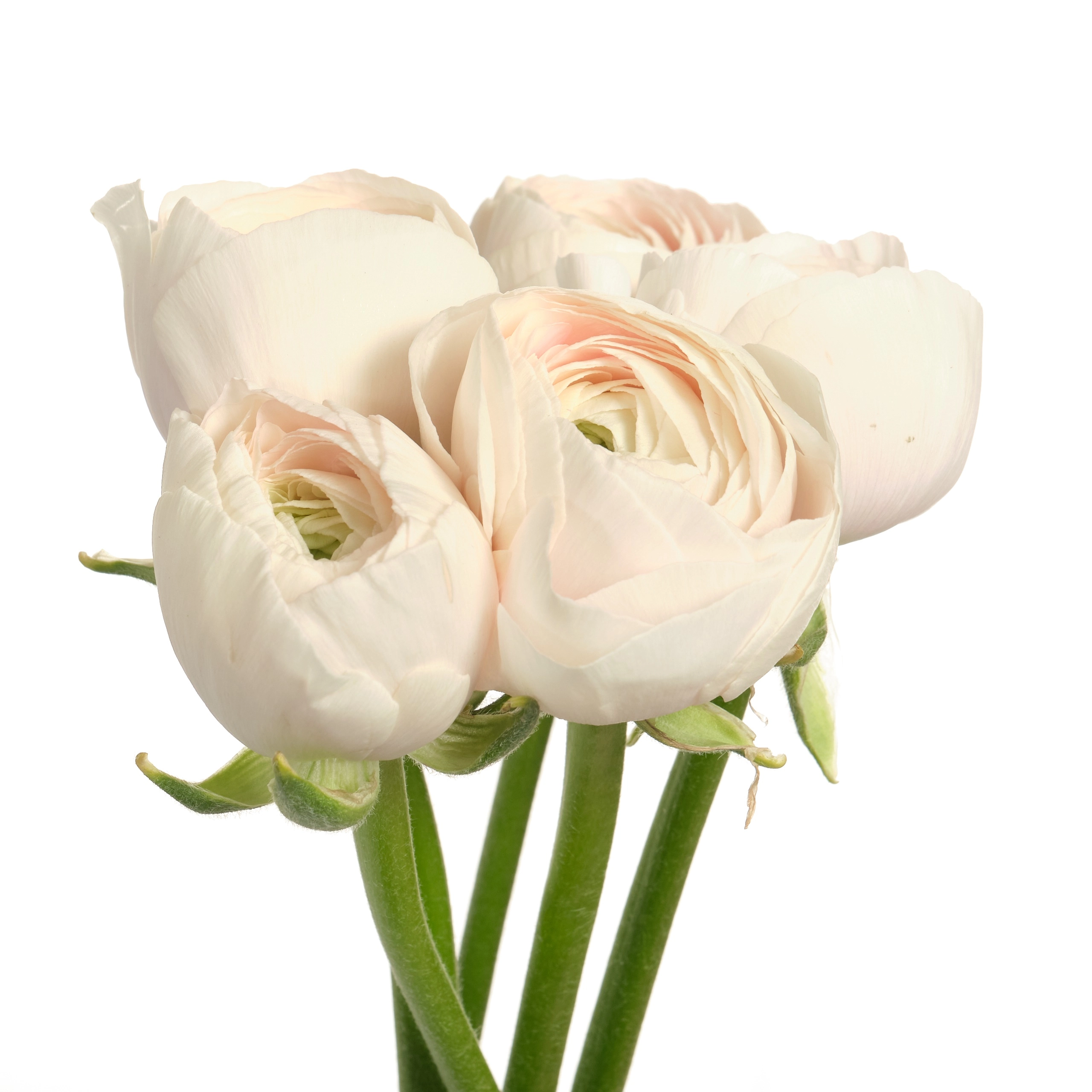 Ranunculus clooney hanoi | Wholesale flowers, plants and supplies Ranunculus clooney hanoi