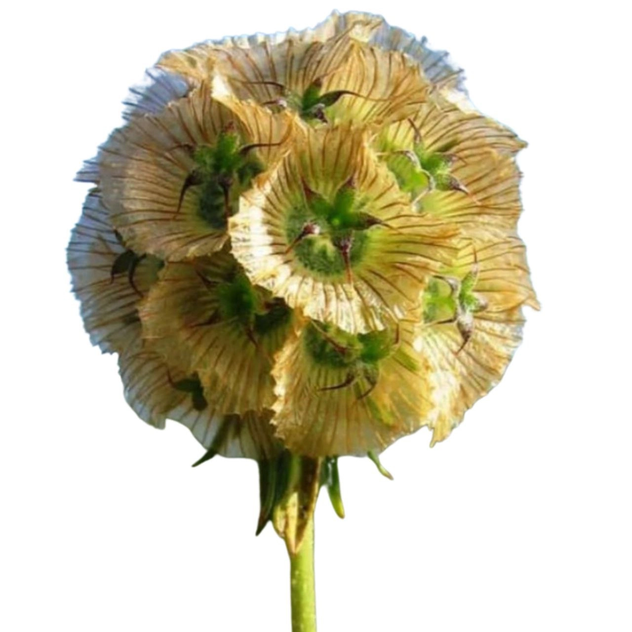 Scabiosa