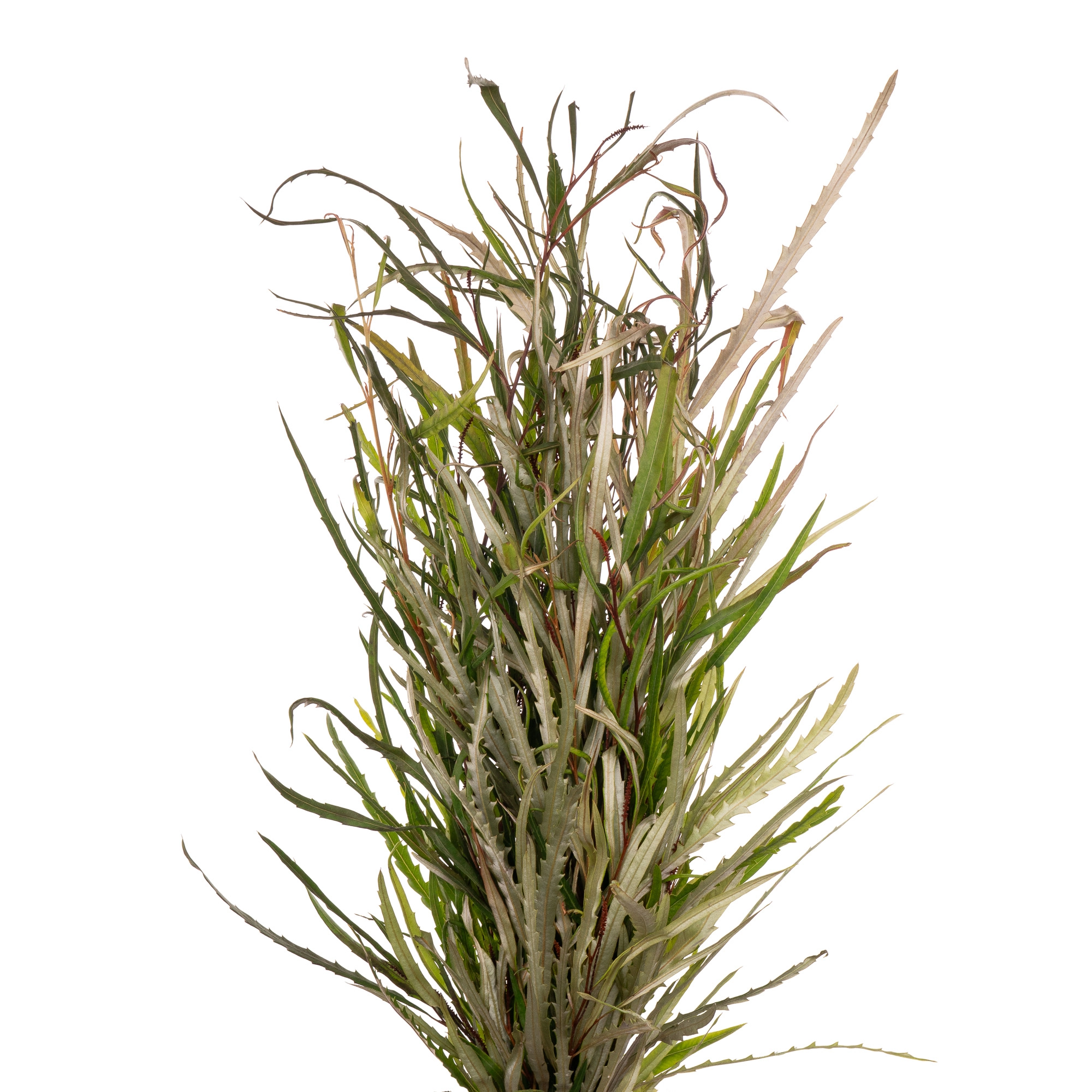 Blad Grevillea
