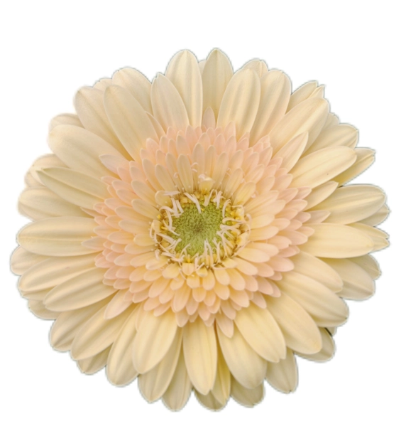 Gerbera Mini santorini