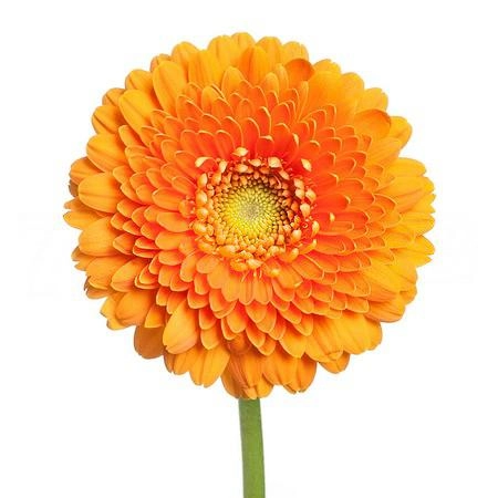 Gerbera mini pomponi fanta