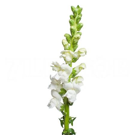 Antirrhinum potomac white
