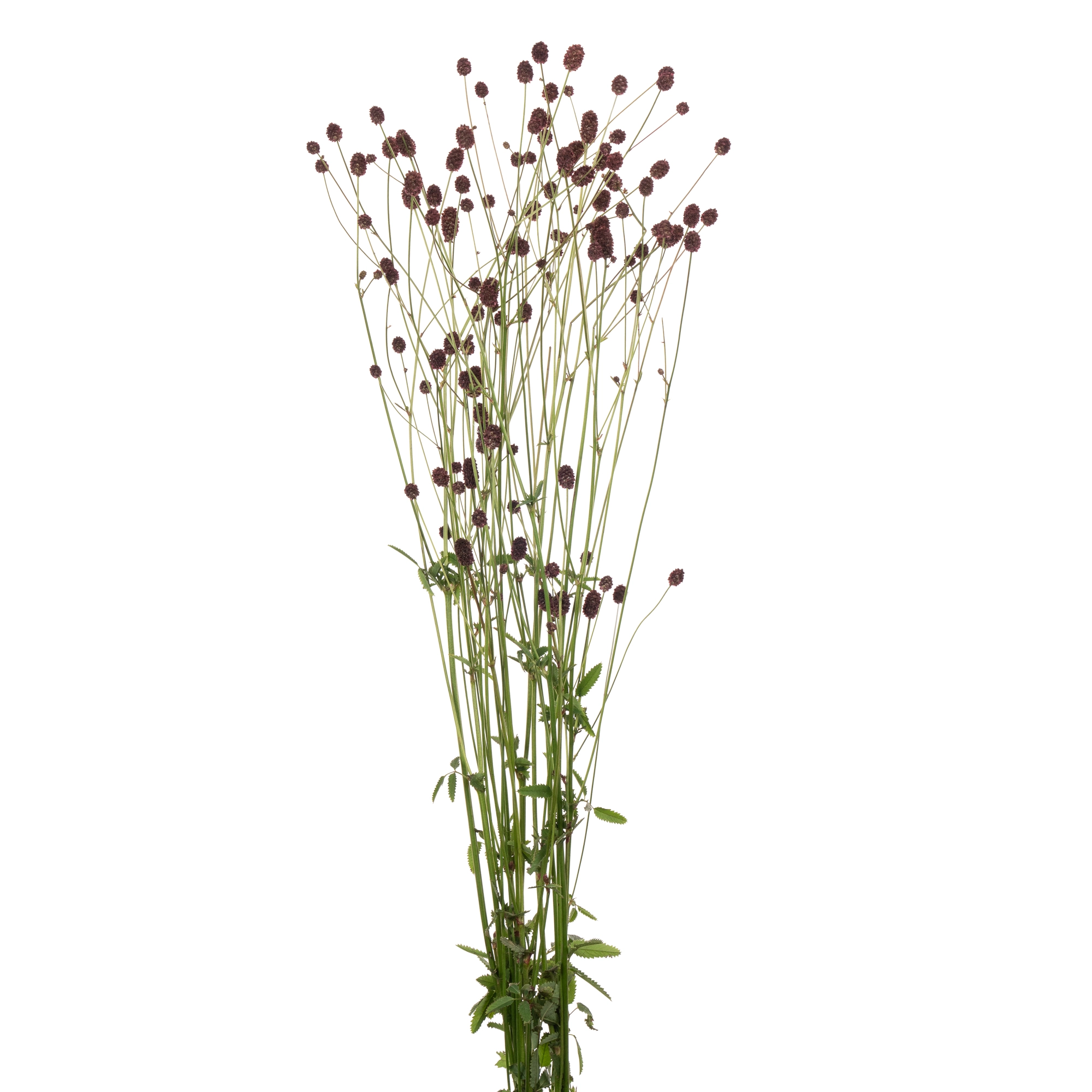Sanguisorba officinalis | Wholesale flowers, plants and supplies Sanguisorba officinalis