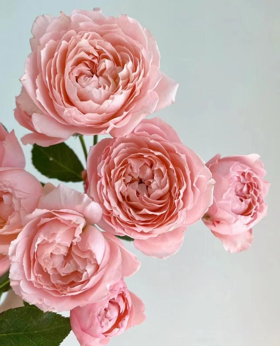 Rose spray julietta pink