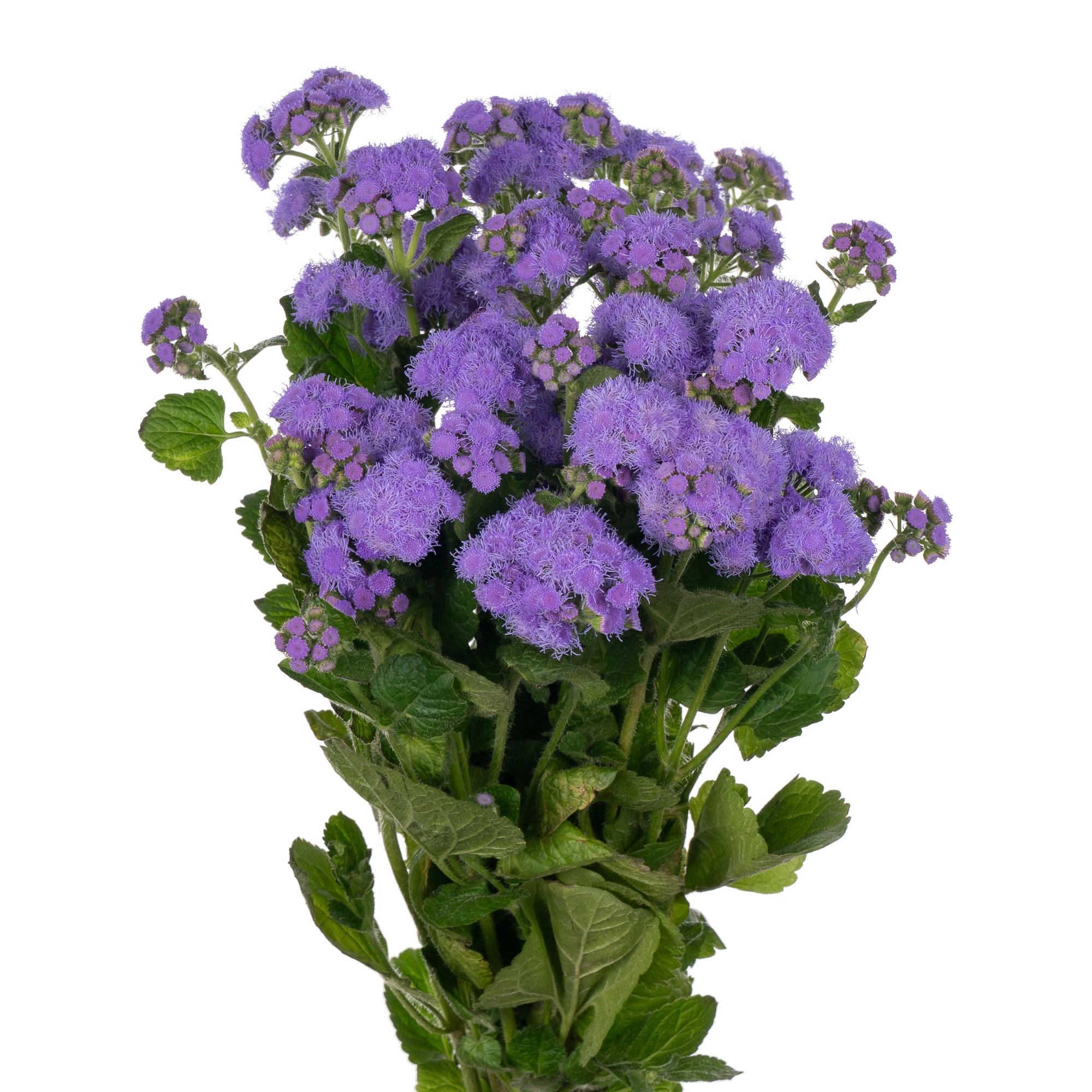 Ageratum blue horizon