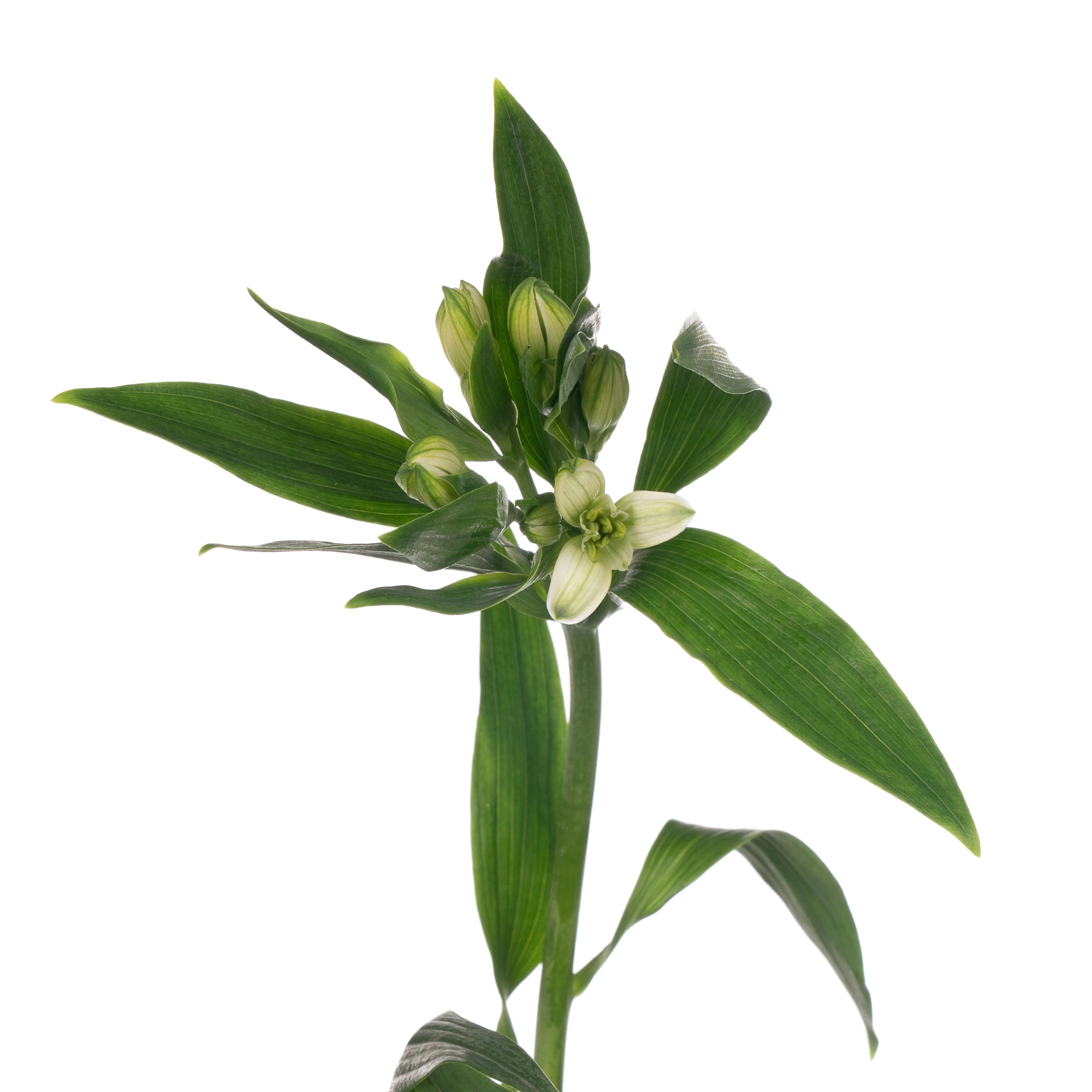 Alstroemeria clear