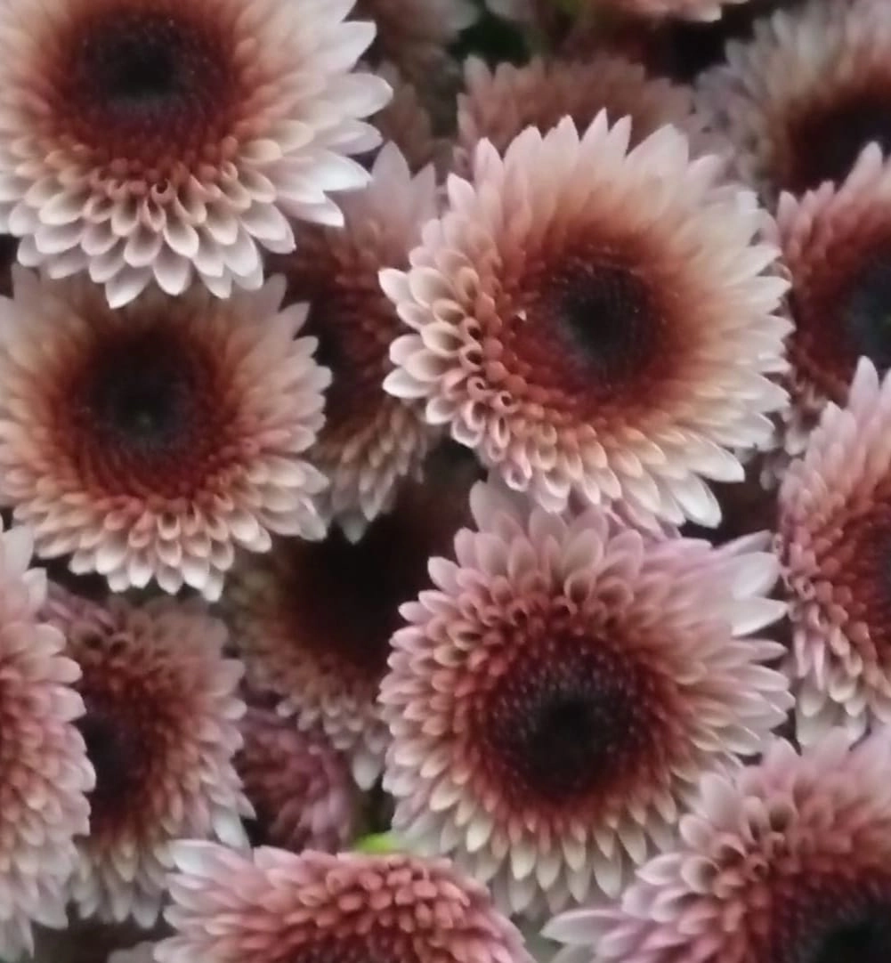 Chrysanthemum santini valerio pink