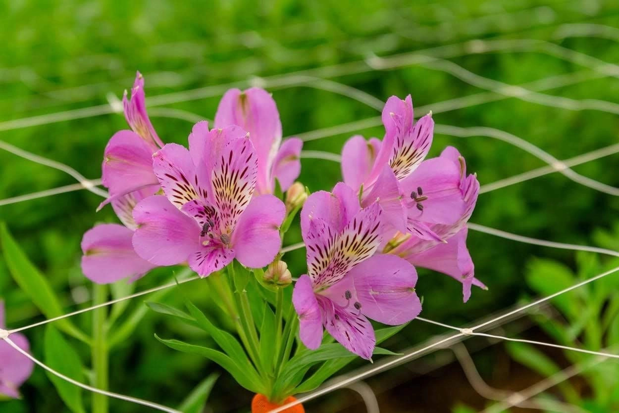 Alstroemeria galaxy lilac | Wholesale flowers, plants and supplies Alstroemeria galaxy lilac