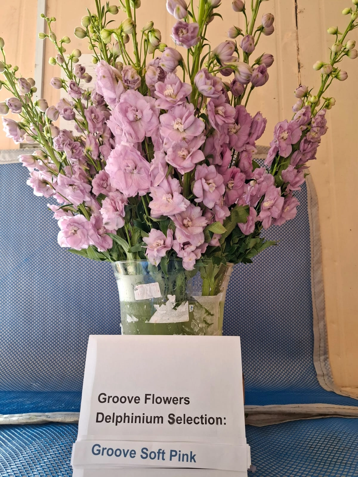 Delphinium groove soft pink