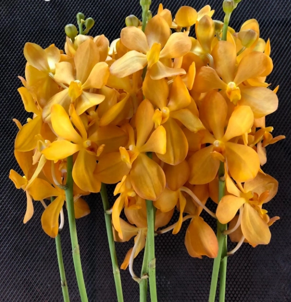 Mokara bangkuntien | Wholesale flowers, plants and supplies Mokara bangkuntien