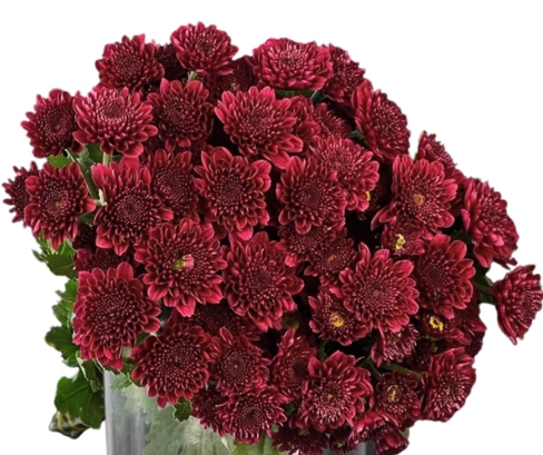 Chrysanthemum santini bruno purple