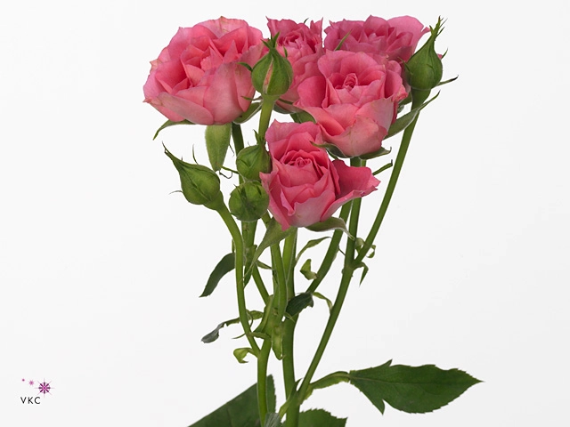 Rose spray twinkle bride