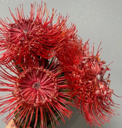 Leucospermum tutu