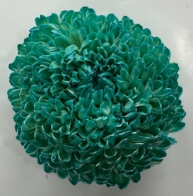 Chrysanthemum tinted turquoise