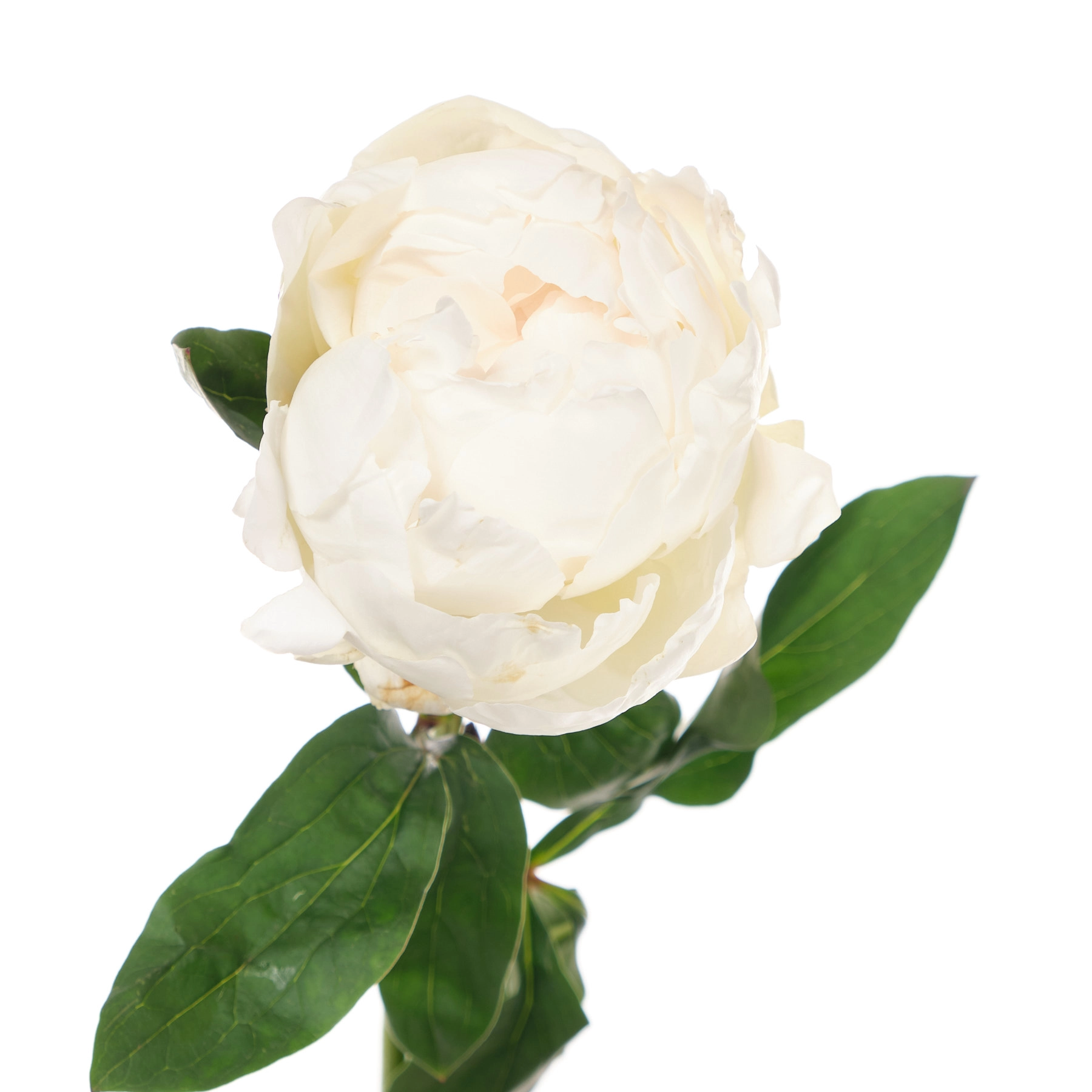 Paeonia elsa sass | Wholesale flowers, plants and supplies Paeonia elsa sass