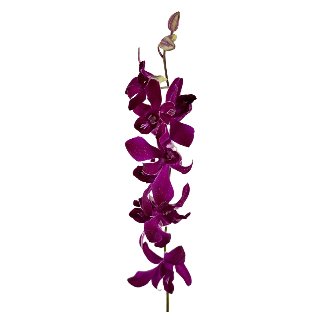 Dendrobium orchid pink