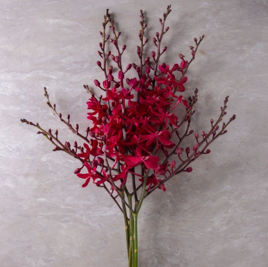Mokara azimah | Wholesale flowers, plants and supplies Mokara azimah