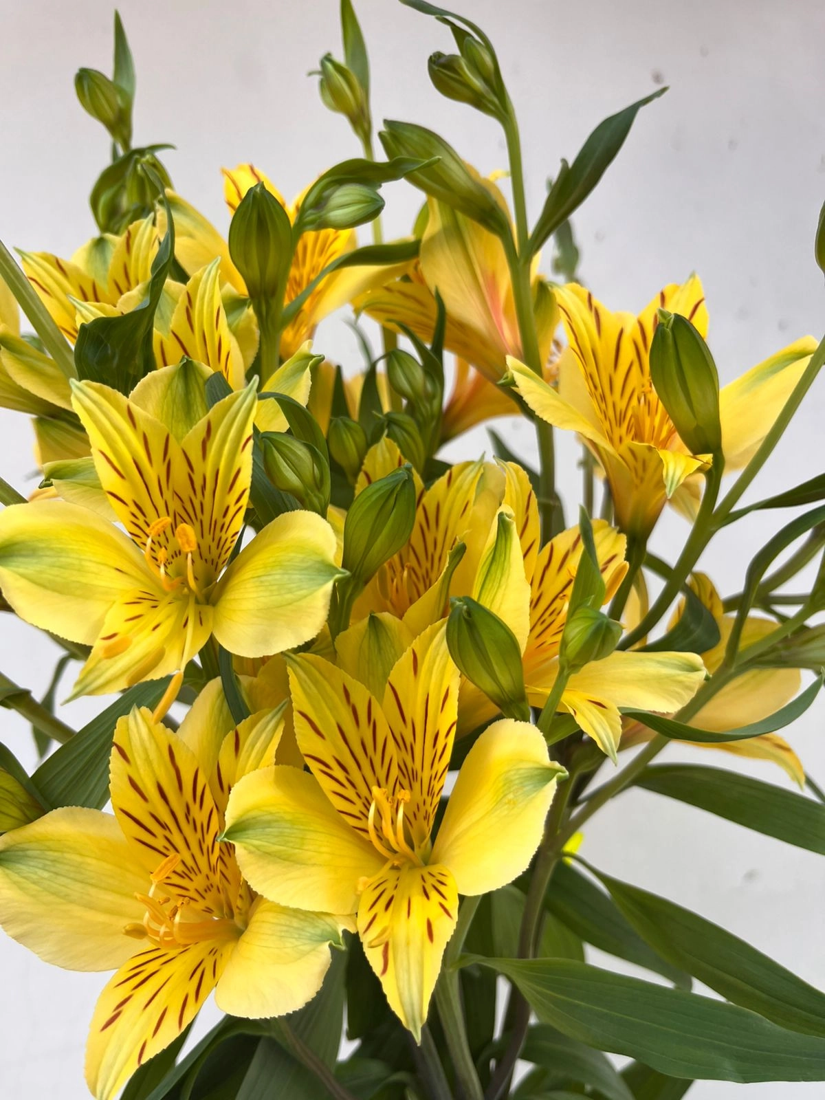 Alstroemeria hot yellow