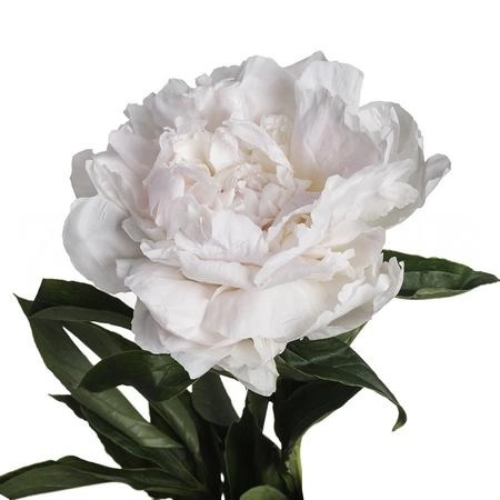 Paeonia ivory victory