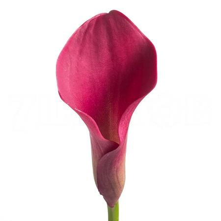 Zantedeschia pink puppy