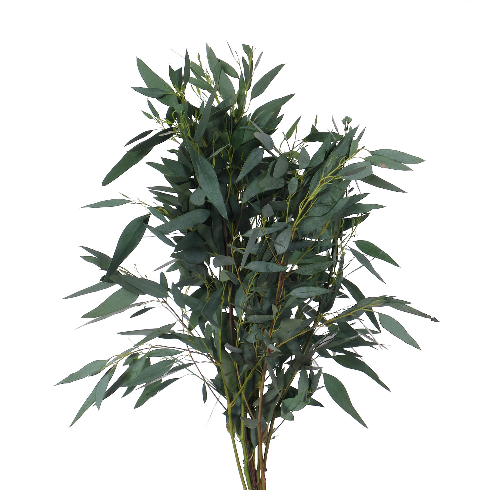 Blad Eucalyptus silver