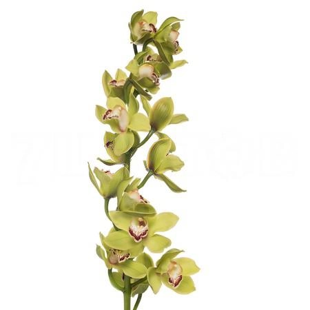 Cymbidium ovation emerald