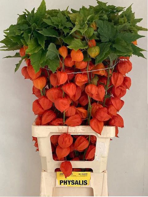 Physalis lampion
