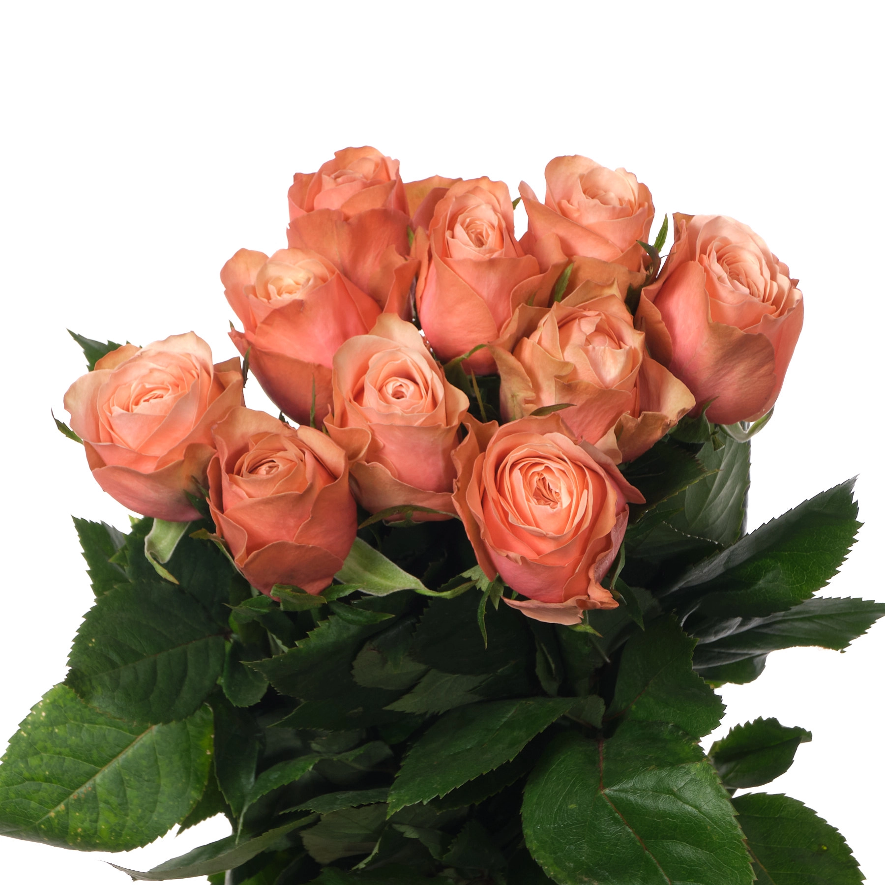 Rose kahala | Wholesale flowers, plants and supplies Rose kahala