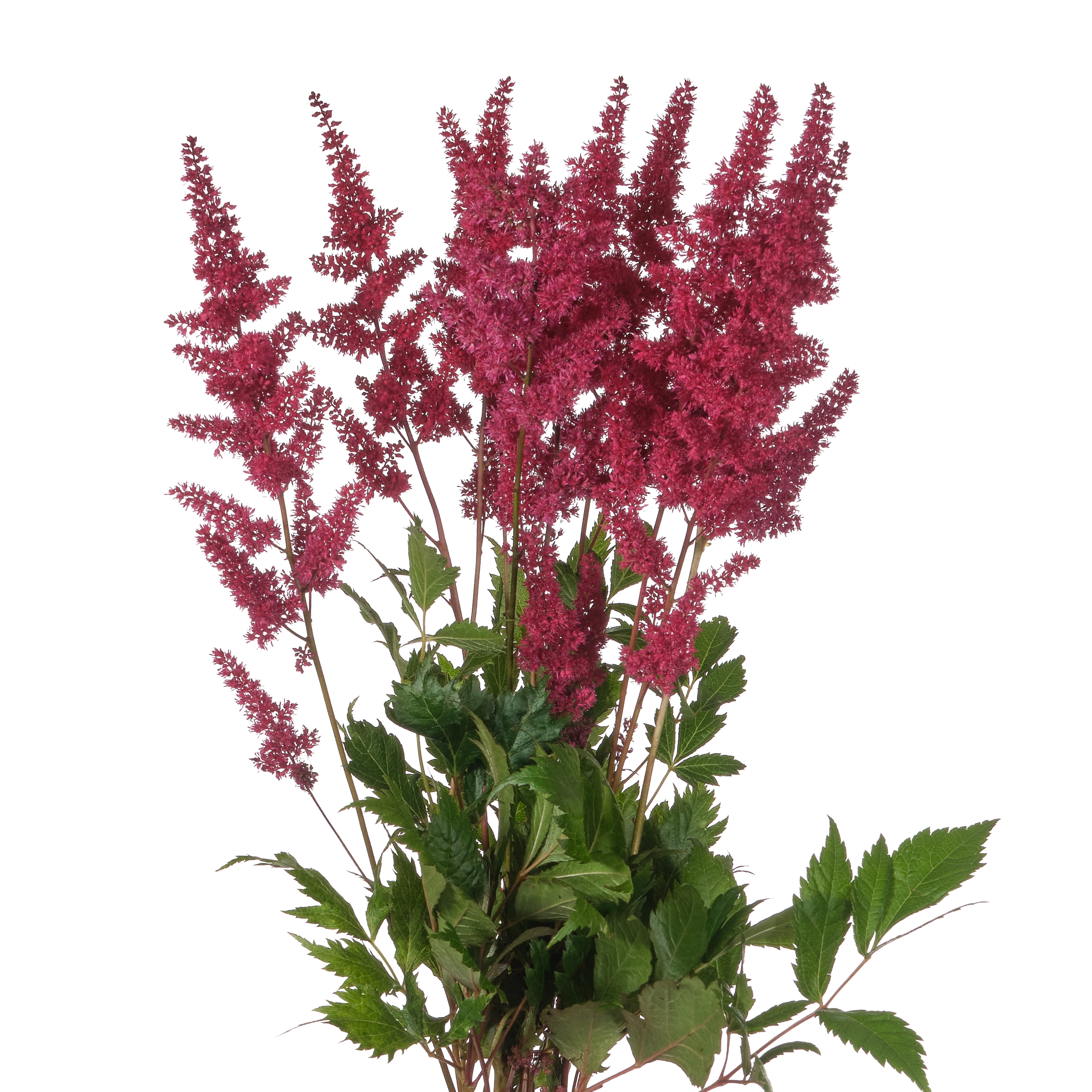 Astilbe fanal