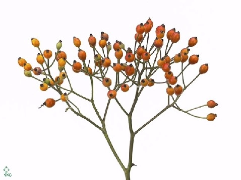 Rose Hip magical miracle