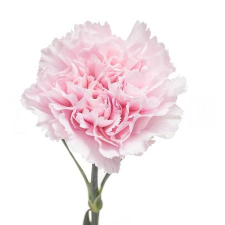 Carnation montezuma