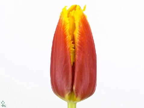 Tulip fringed davenport