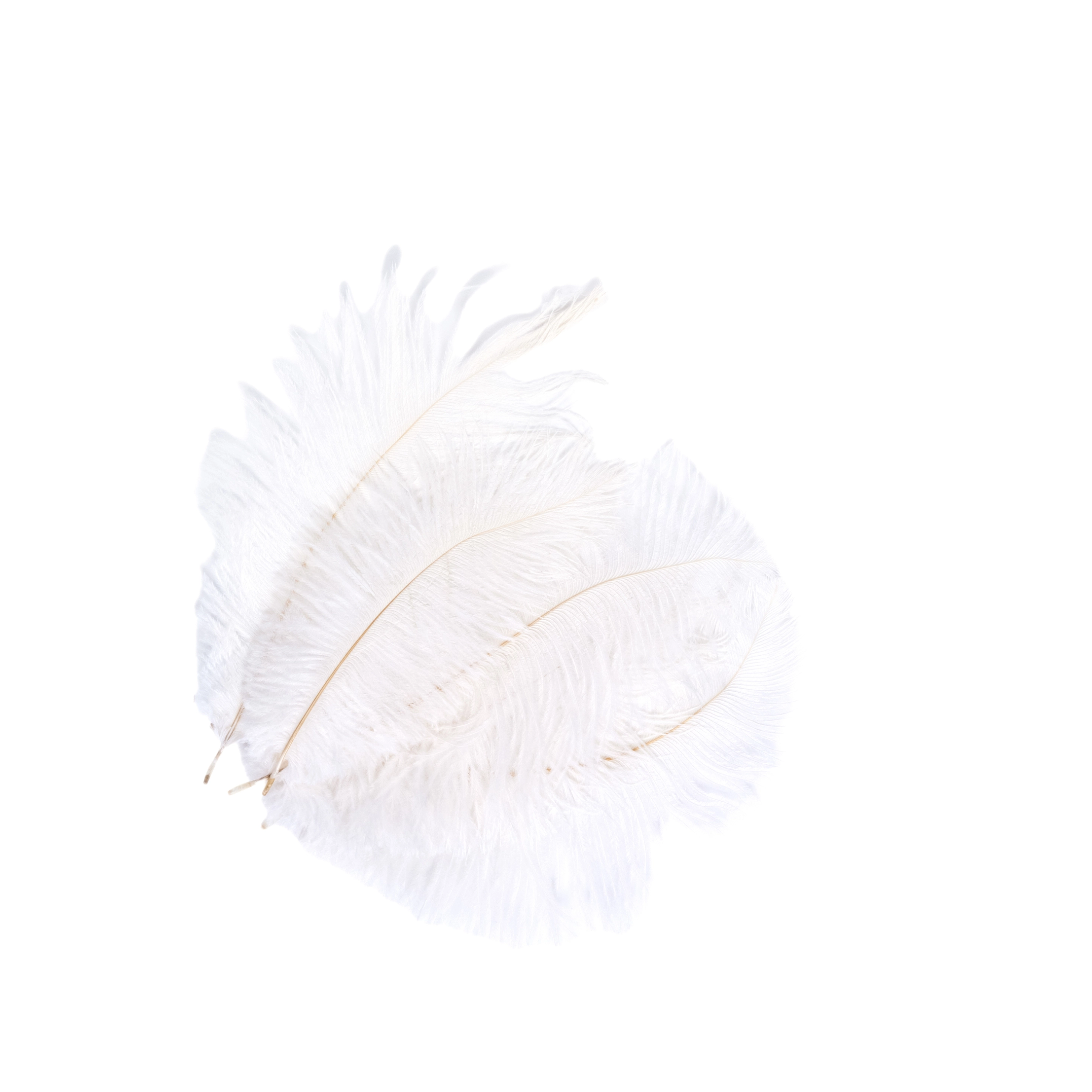 Ostrich feathers, 5pcs | Wholesale flowers, plants and supplies Ostrich feathers, 5pcs