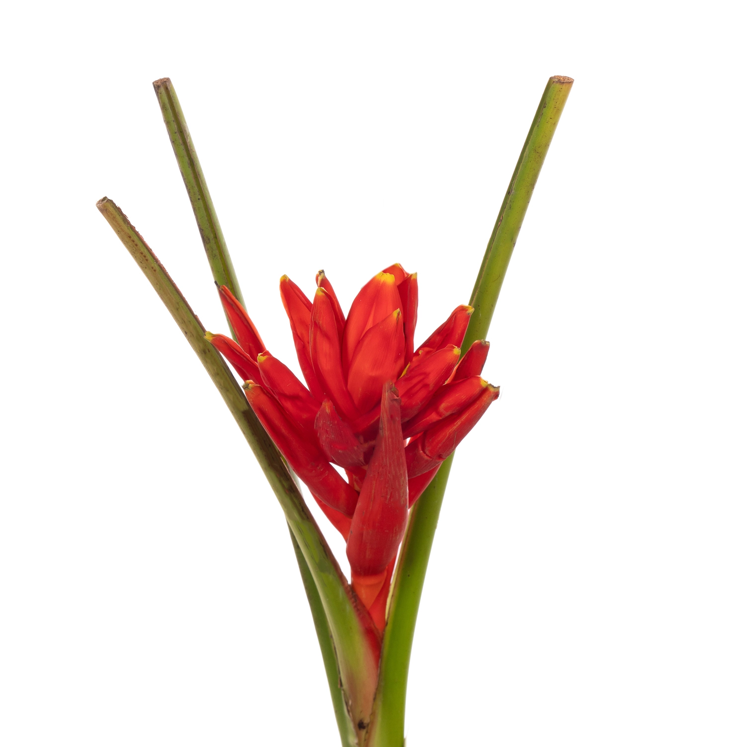 Musa coccinea